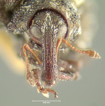 Media type: image;   Entomology 3031 Aspect: head frontal view